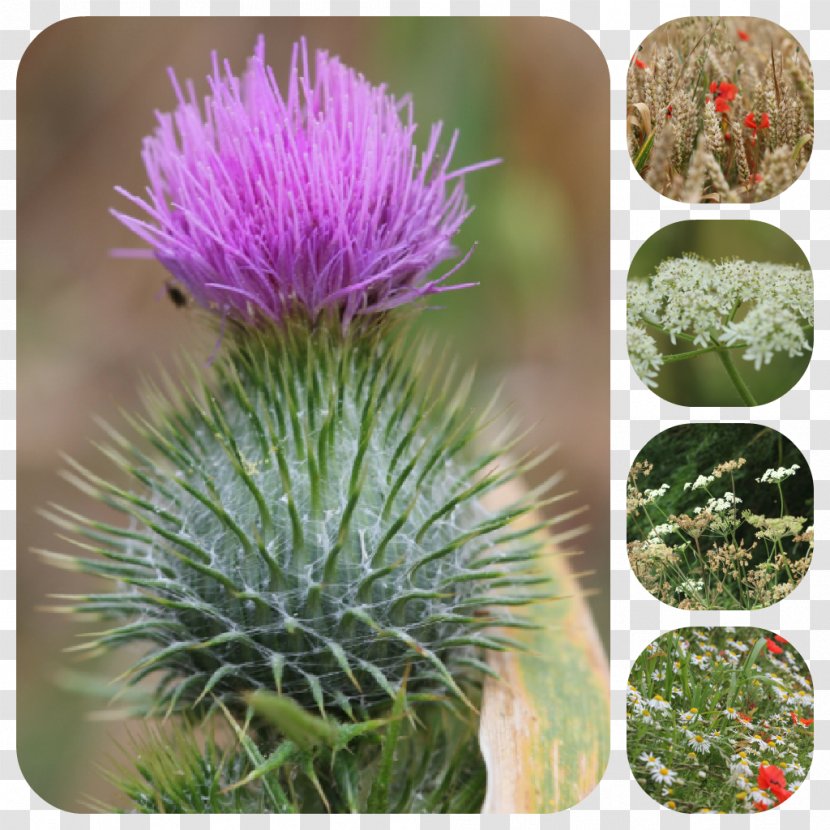 Milk Thistle Cardoon Greater Burdock Noxious Weed - Lawn - The Little Monkey Scatters Flowers Transparent PNG