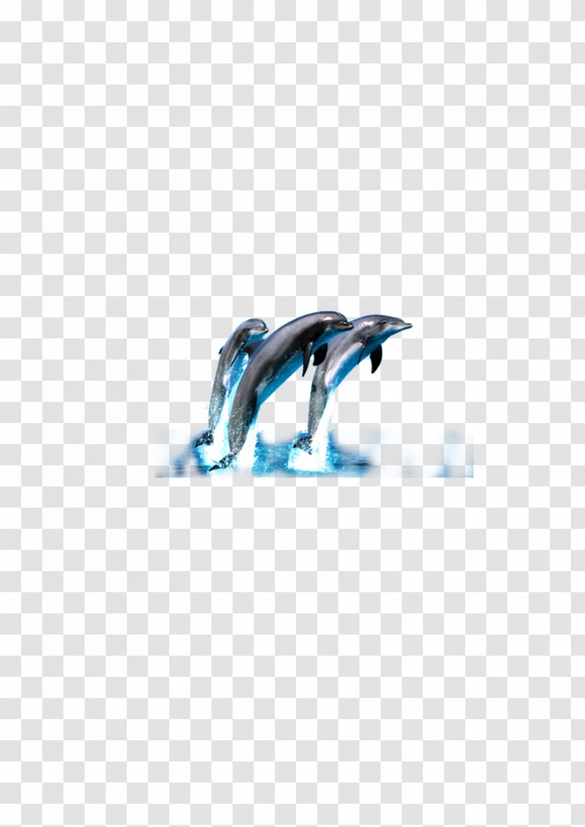 Dolphin Wallpaper - Turquoise Transparent PNG