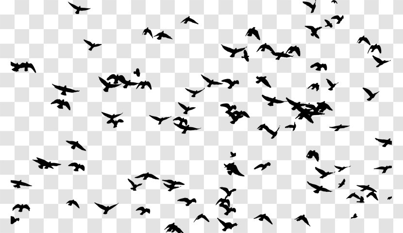 Frigatebird Flock Silhouette Clip Art - Photography - Bird Transparent PNG