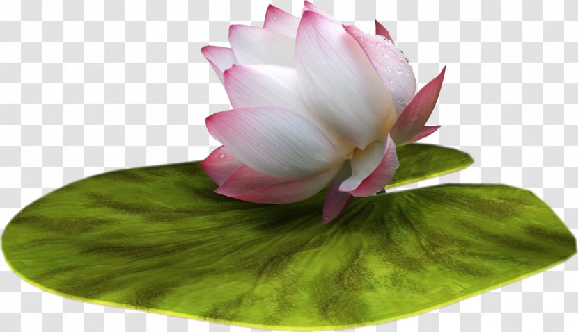 Nelumbo Nucifera Flower Clip Art - Water Lily - Lotus Transparent PNG