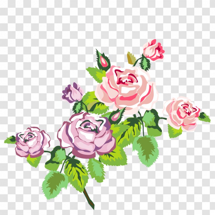 Vector Graphics Clip Art Image Illustration - Rose Family Transparent PNG