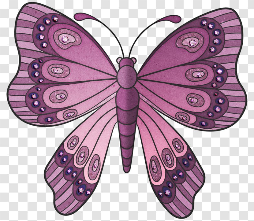 Monarch Butterfly Moth Brush-footed Butterflies Papillon Dog Transparent PNG