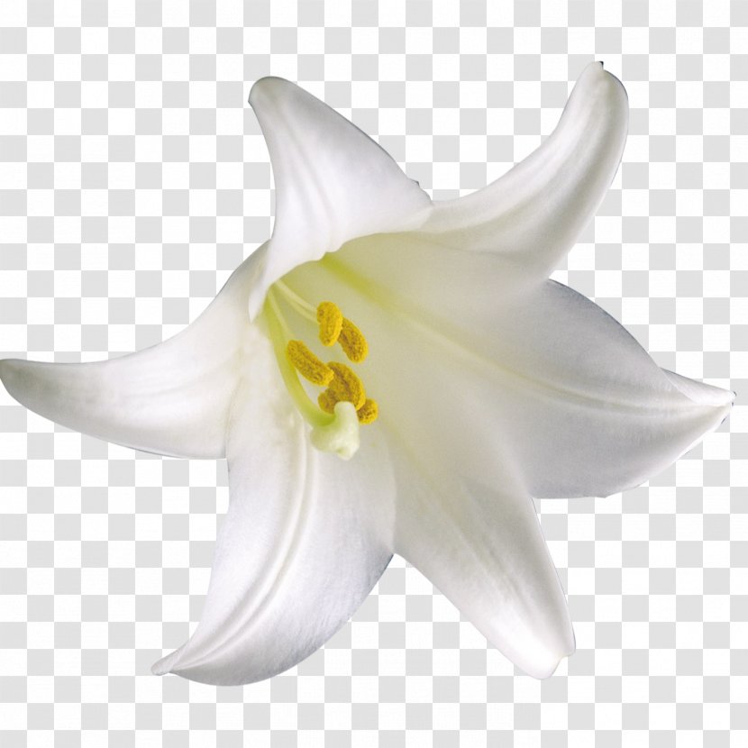 Lilium Flower Download - Bouquet - Lily Transparent PNG