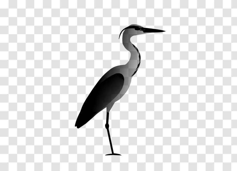White Stork Heron Bird Beak Drawing - Egret - Shorebird Transparent PNG