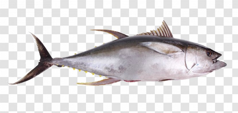 Thunnus Seafood Oily Fish Yellowfin Tuna - Fauna Transparent PNG