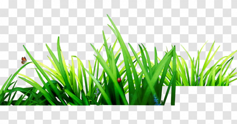 Download Computer File - Wheatgrass - Grass Transparent PNG