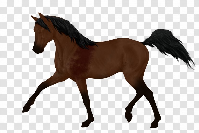 Pony Stallion Morgan Horse Irish Draught Foal - Supplies - Bloody Wolf Coloring Transparent PNG