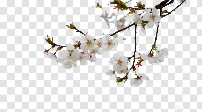 National Cherry Blossom Festival - Tree Branches Transparent PNG
