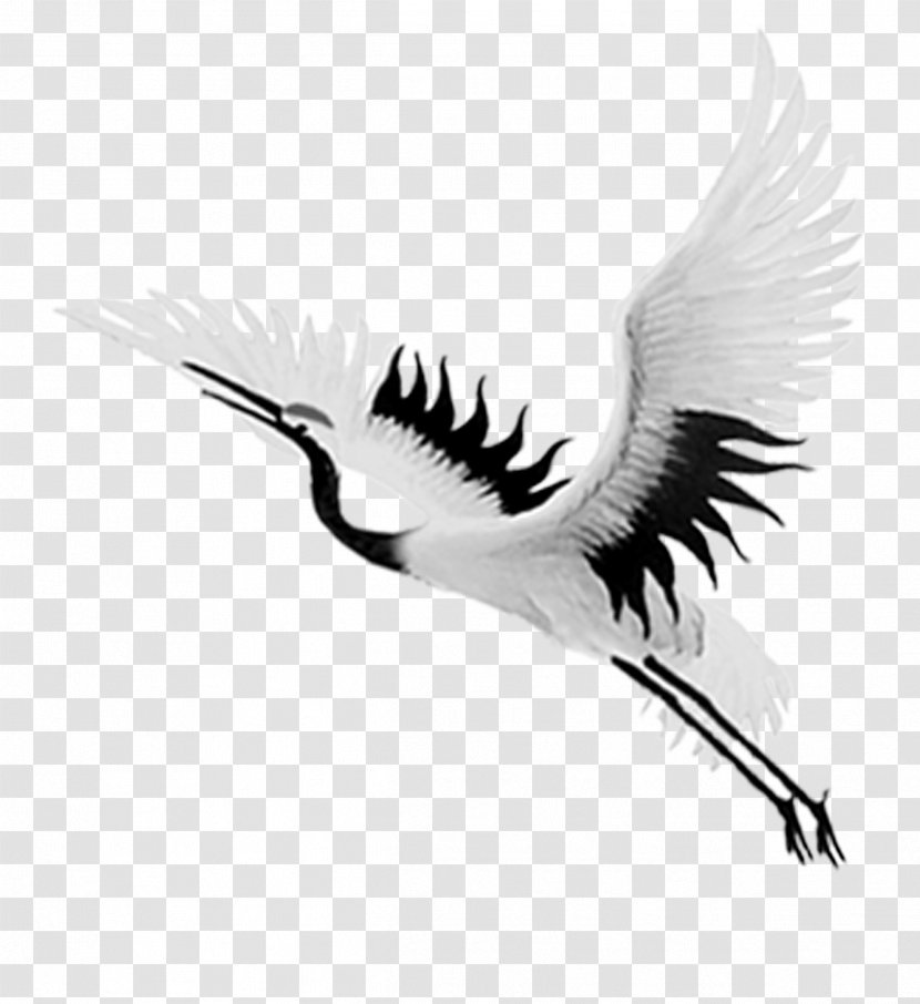 Crane Bird Computer File - Beak - Flying Transparent PNG