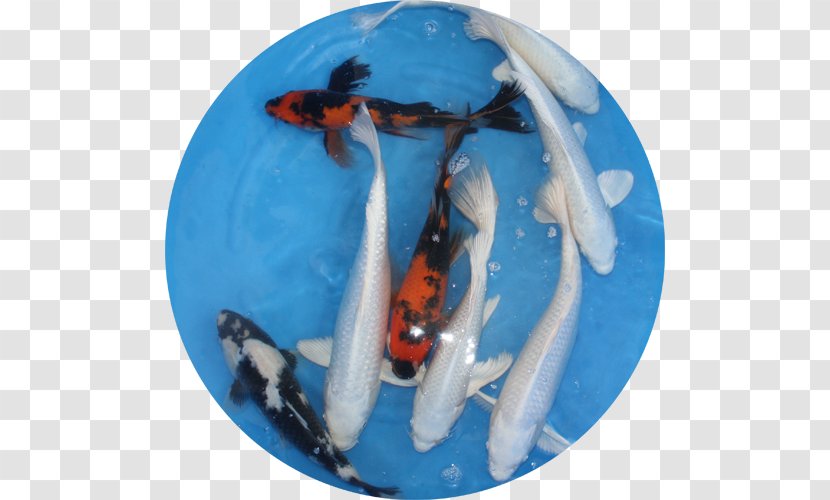 Koi - Carpe Transparent PNG