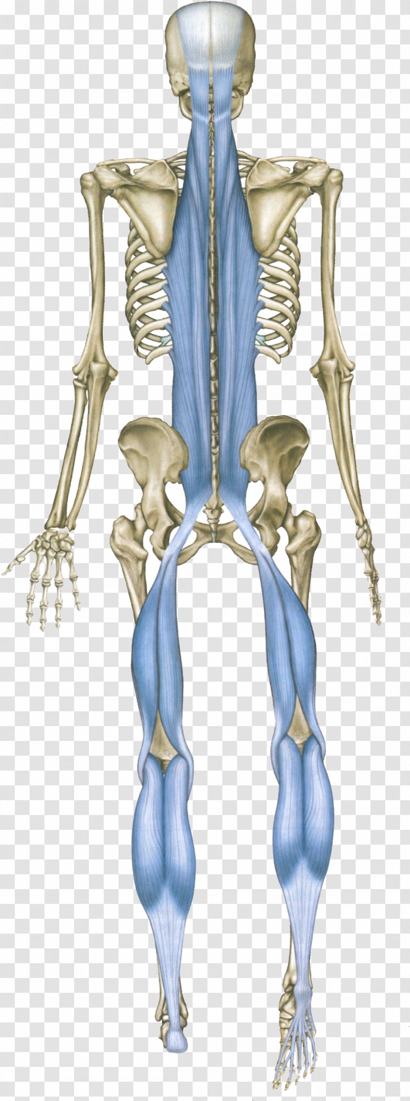 Anatomy Trains: Myofascial Meridians For Manual And Movement Therapists Human Back Sole Body - Cartoon - Frame Transparent PNG