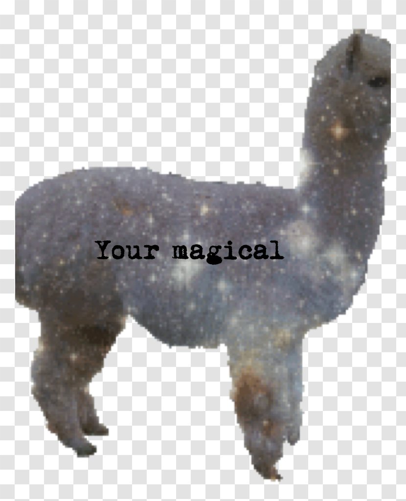 Llama Animation Clip Art - Alpaca Transparent PNG