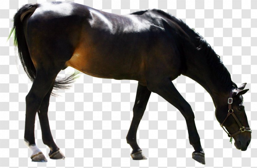 Dutch Warmblood Stallion American Andalusian Horse Mare - Mane - Ritmeester Transparent PNG