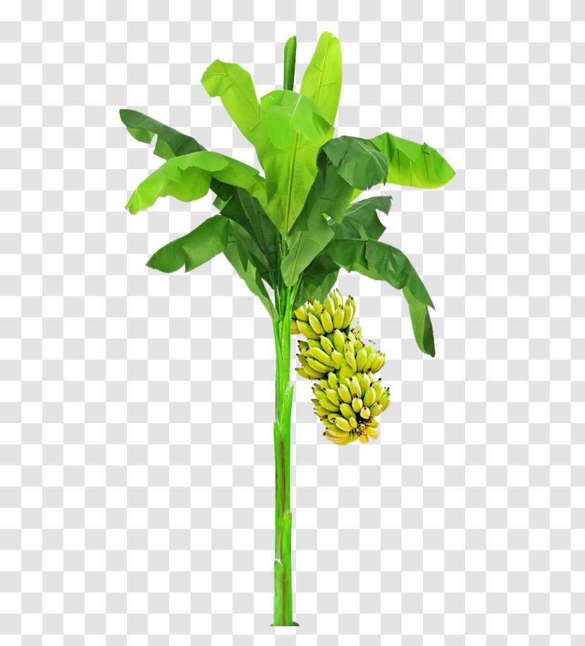 Leaf Plant Stem Flowerpot Tree Transparent PNG