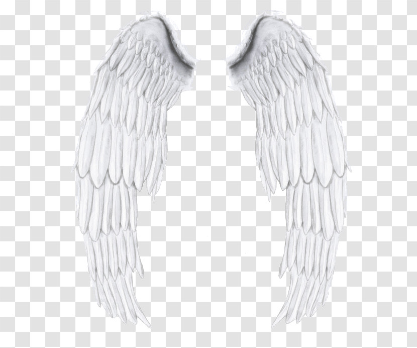 Feather Transparent PNG