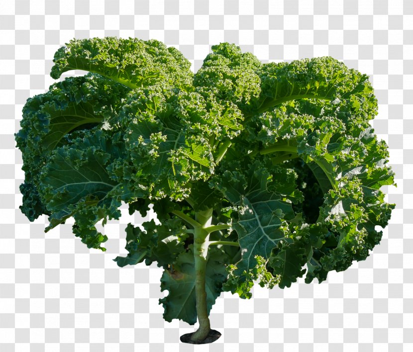 Kale Food Vegetable Cabbage Health - Herb Transparent PNG