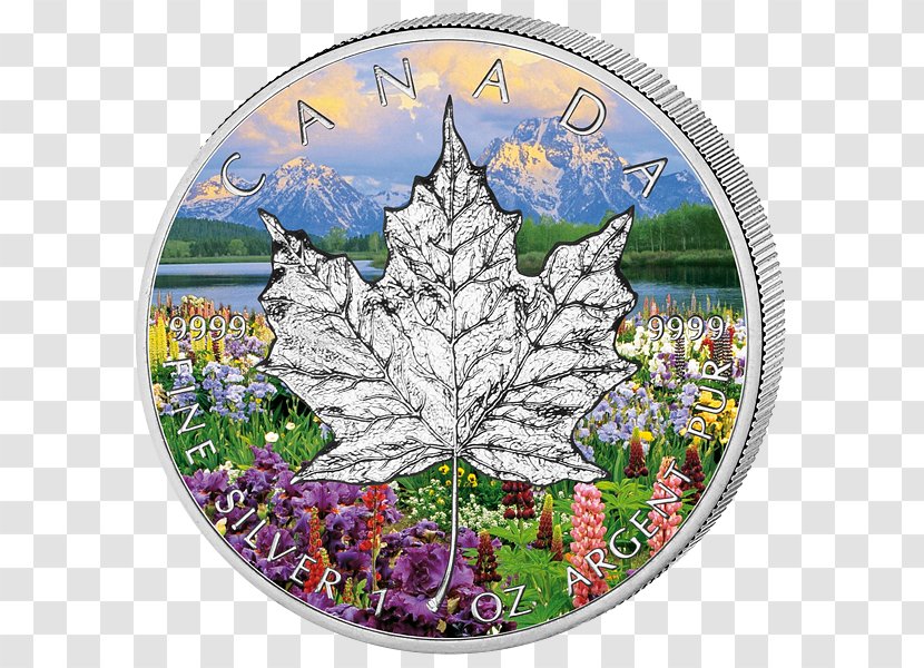 Mount Moran Hamburg Canadian Gold Maple Leaf Canada Season - Plant - Four Seasons Transparent PNG