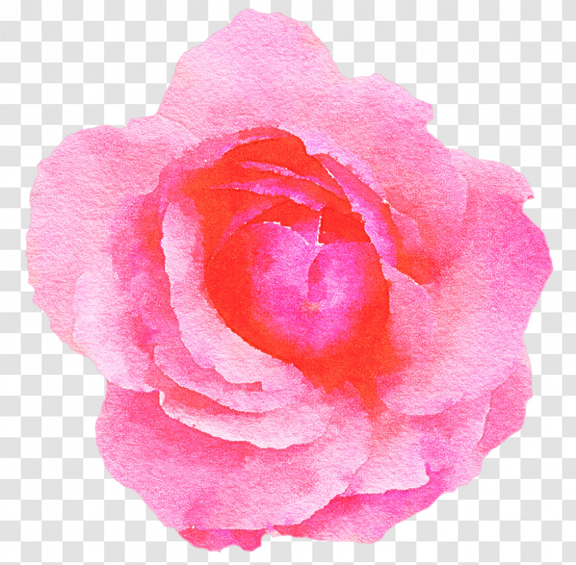 Garden Roses Transparent PNG