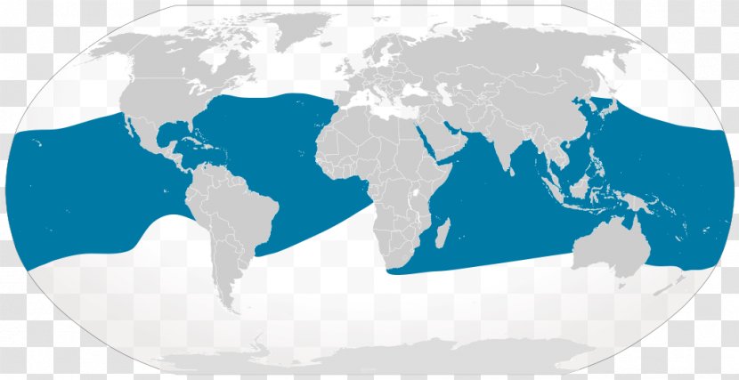 World Map Stock Photography Globe - Water - Manta Ray Transparent PNG