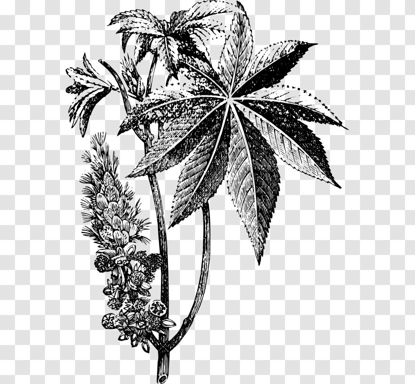 Ricinus Drawing Castor Oil Plant - Black And White - Central Transparent PNG