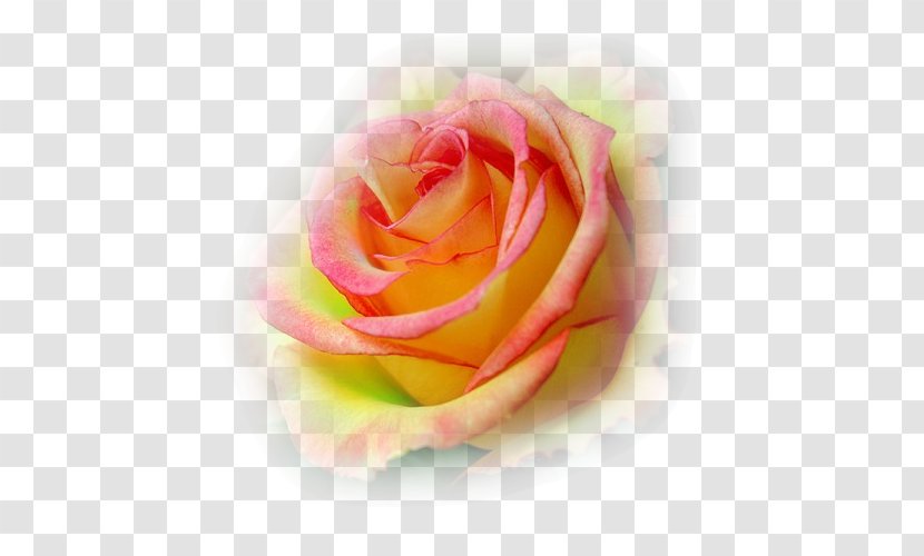 Garden Roses Cabbage Rose Rainbow Floribunda Petal - Yellow - ORANGE BRUSH Transparent PNG