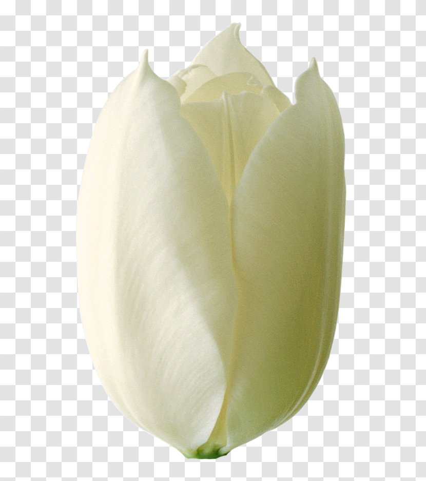 White Lily Flower - Petal - Alismatales Family Transparent PNG