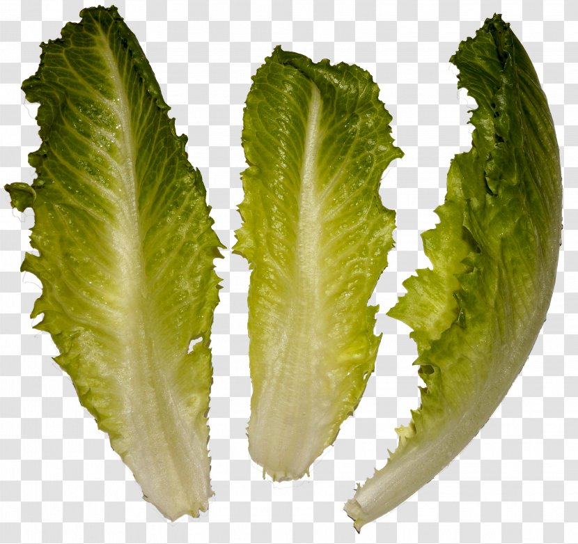Romaine Lettuce Wikimedia Commons Salad Leaf Vegetable - Spring Greens - Salads Transparent PNG