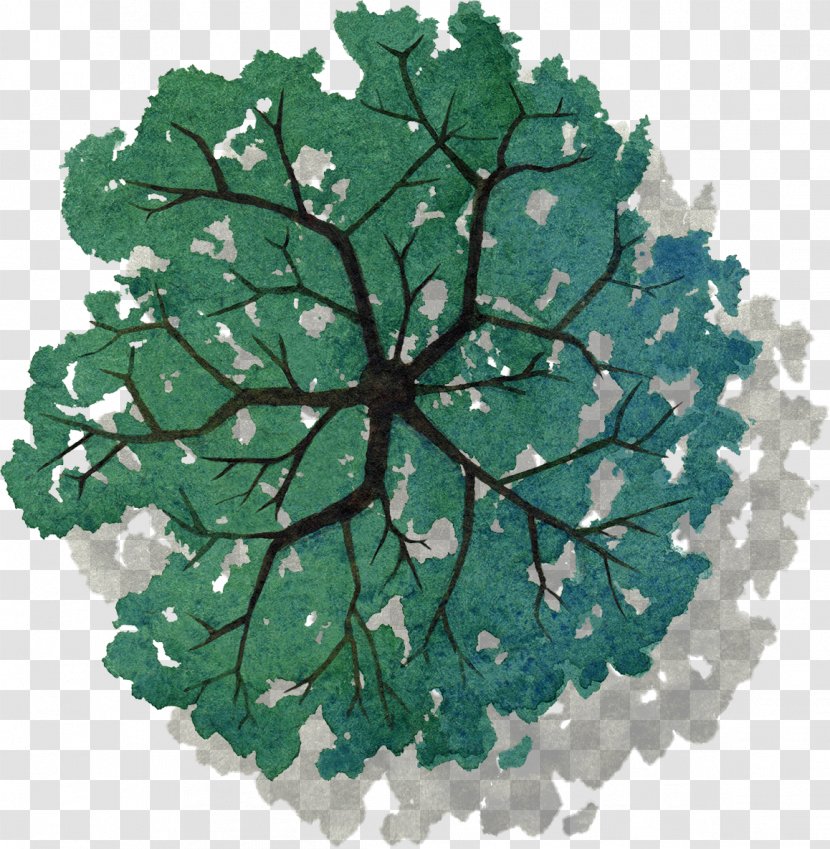 Tree Plan - Object - Painted Green Top View Of Transparent PNG