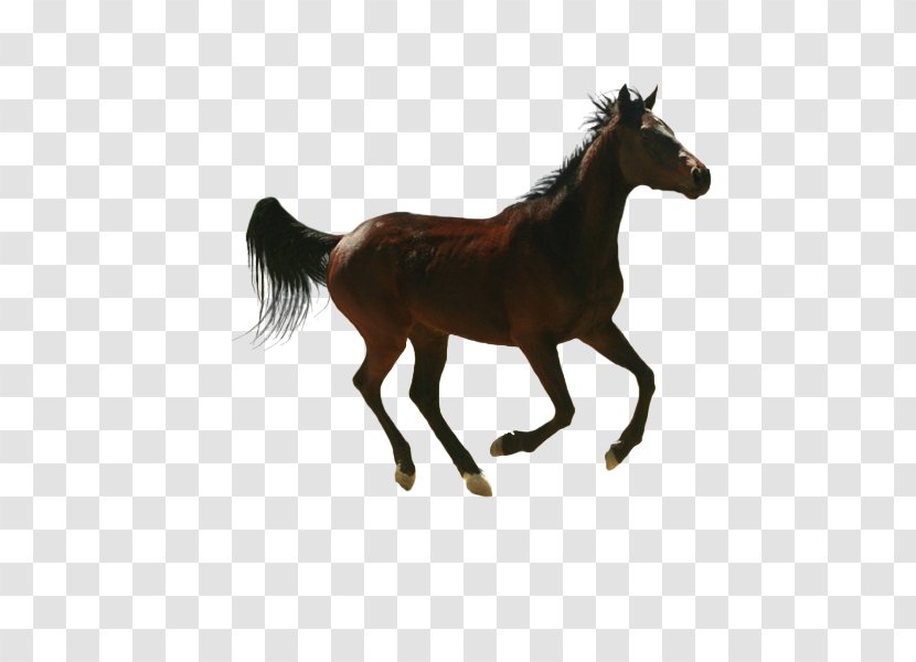 Horse Image Design - Foal - Equus Transparent PNG