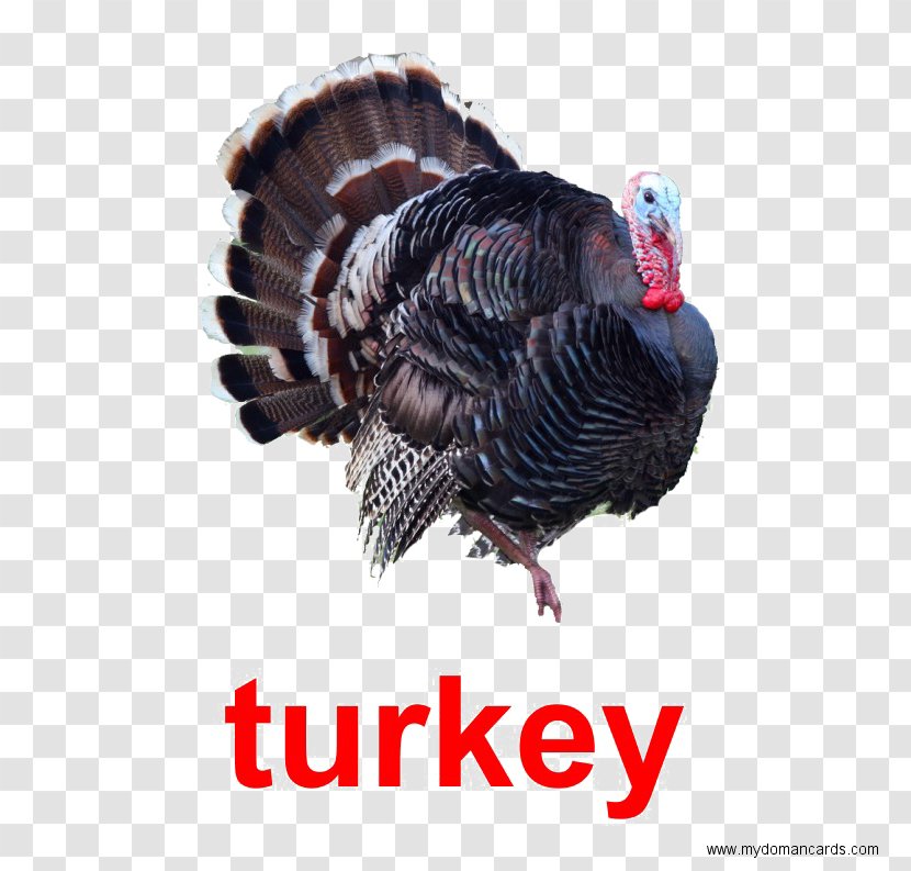 Black Turkey Meat Poultry Red Junglefowl - Duck Transparent PNG