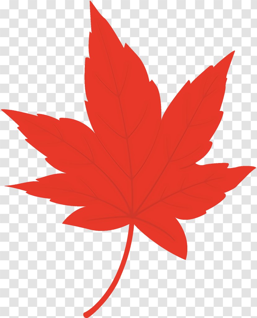 Maple Leaf Autumn Yellow - Red - Sweet Gum Transparent PNG