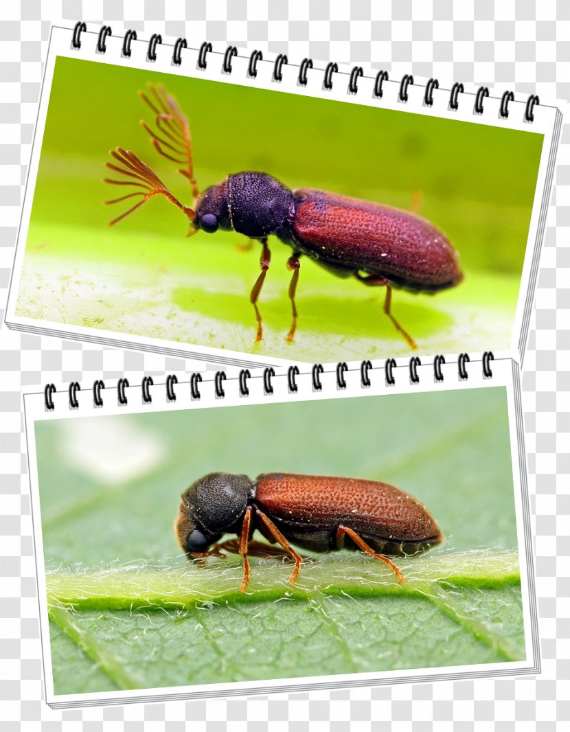 Weevil Leaf Beetle Animal Transparent PNG