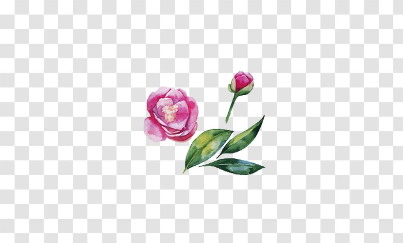 Japanese Camellia Watercolor Painting Illustration - Hand-painted Peony Transparent PNG