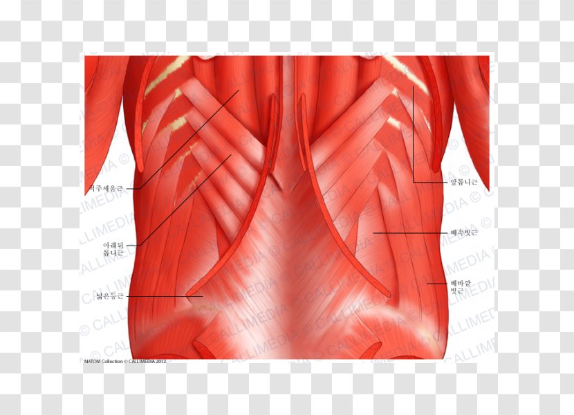 Serratus Posterior Superior Muscle Inferior Anterior Human Body - Watercolor - Arm Transparent PNG