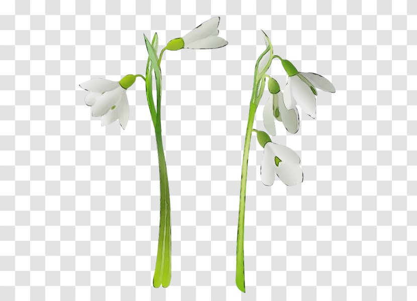 Flower Flowering Plant Snowdrop Galanthus - Petal - Amaryllis Family Transparent PNG