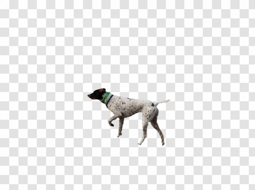Pointer Dog Breed Hunting Sporting Group Crossbreed - Pheasant Transparent PNG
