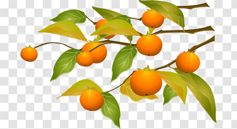 Kumquat Persimmon Tangerine Cartoon - Orange - Vector Transparent PNG