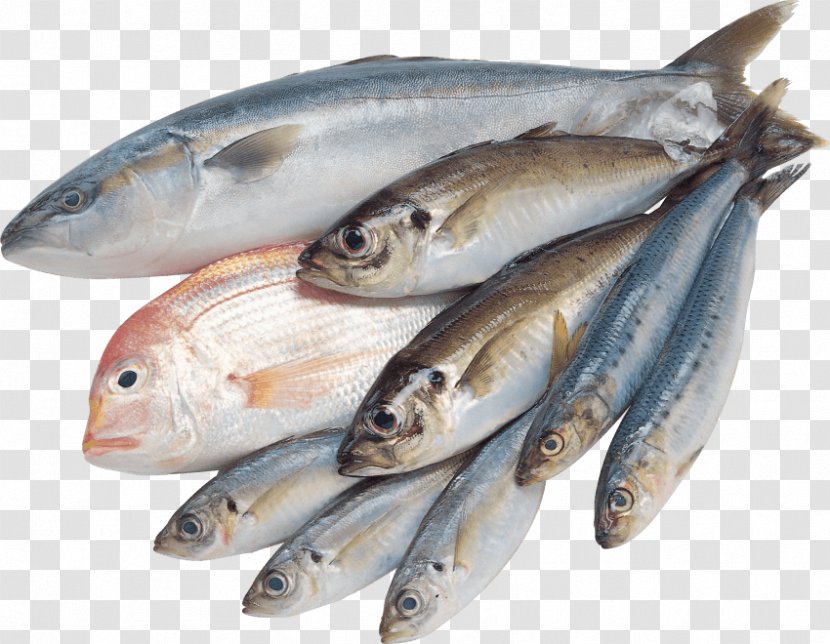 Saltwater Fish Clip Art - Digital Image Transparent PNG