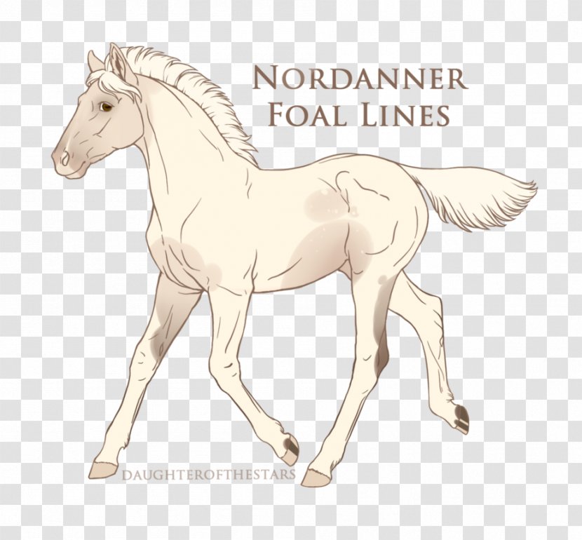Foal Stallion Colt Mustang Mare - Halter Transparent PNG