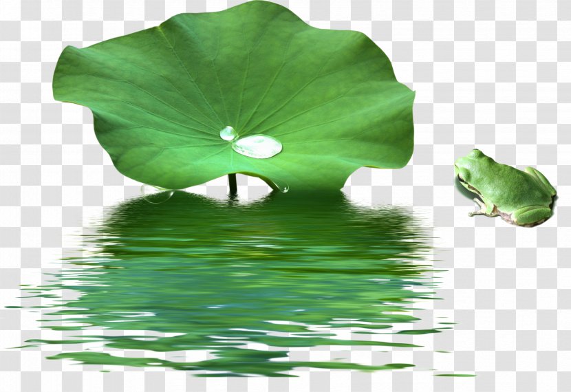 Painting Lotus Seed Acrylic Paint - Plant - Leaf Transparent PNG