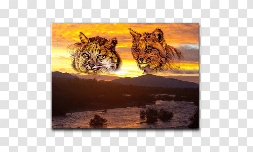 Tiger Bobcat Whiskers Native Americans In The United States - Big Cats Transparent PNG