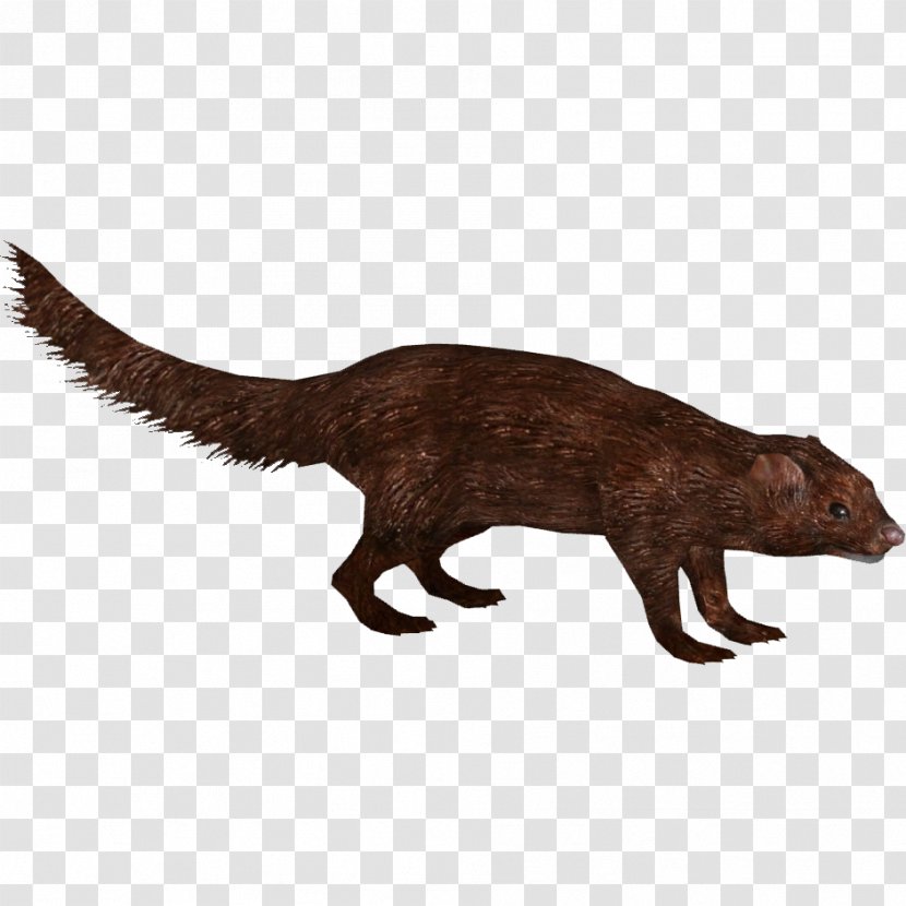 American Mink Sea European Pine Marten Tiger - Badger - Animal Transparent PNG