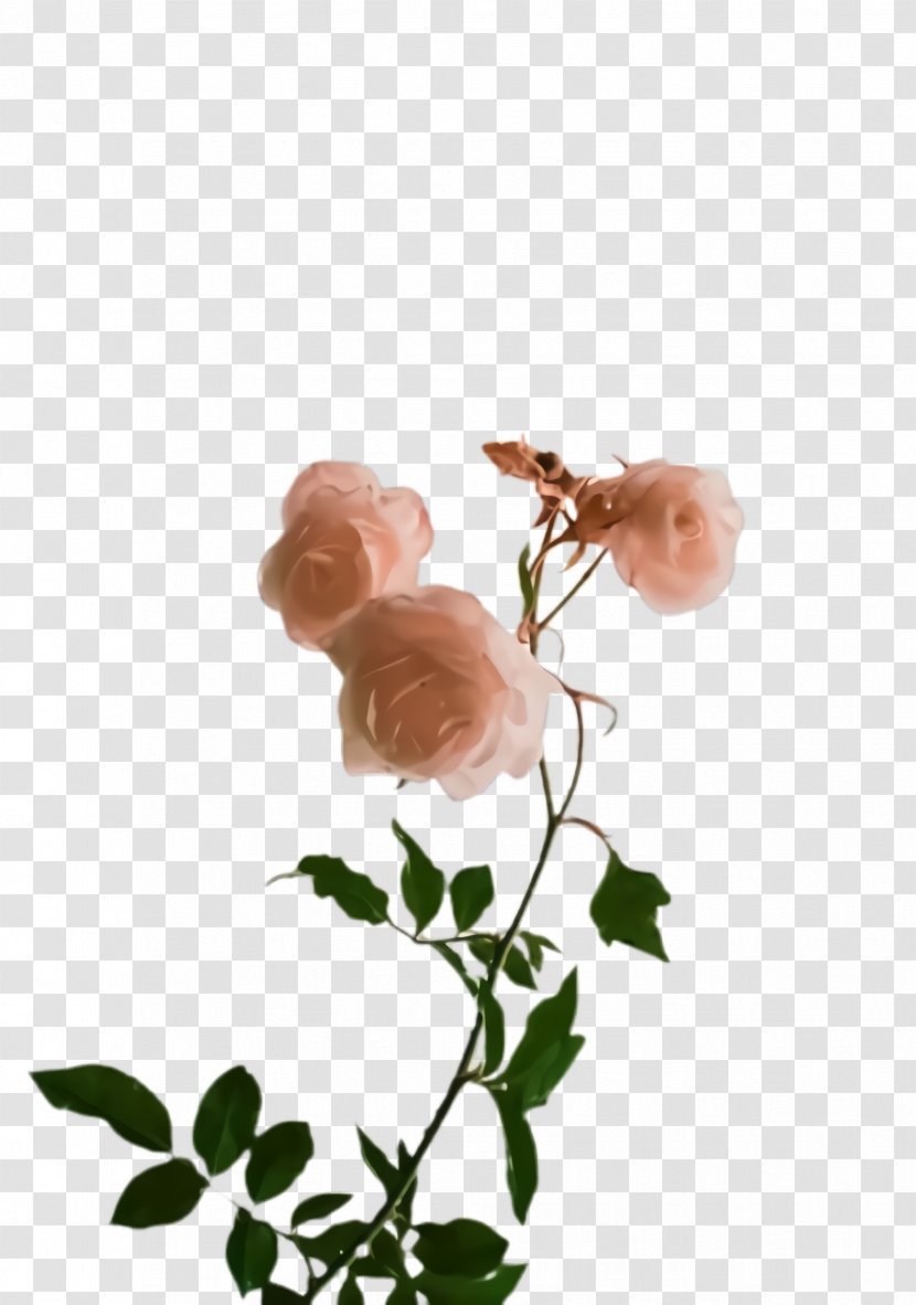 Rose - Flower - Plant Stem Flowering Transparent PNG