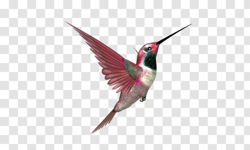 Hummingbird Beak Blog Feather - Atom - Humming Bird Transparent PNG