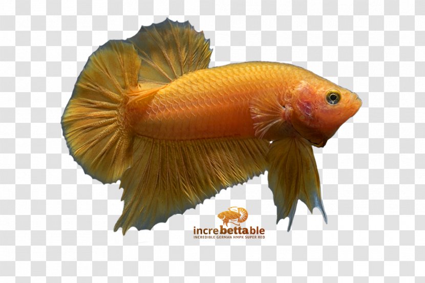 Siamese Fighting Fish Goldfish Red Yellow Transparent PNG