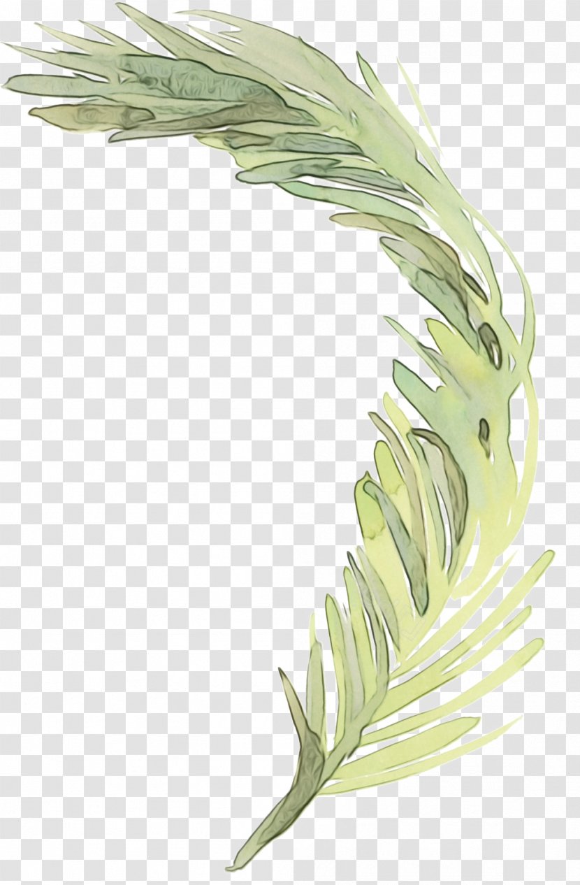 Feather - Watercolor - Grass Family Leaf Transparent PNG