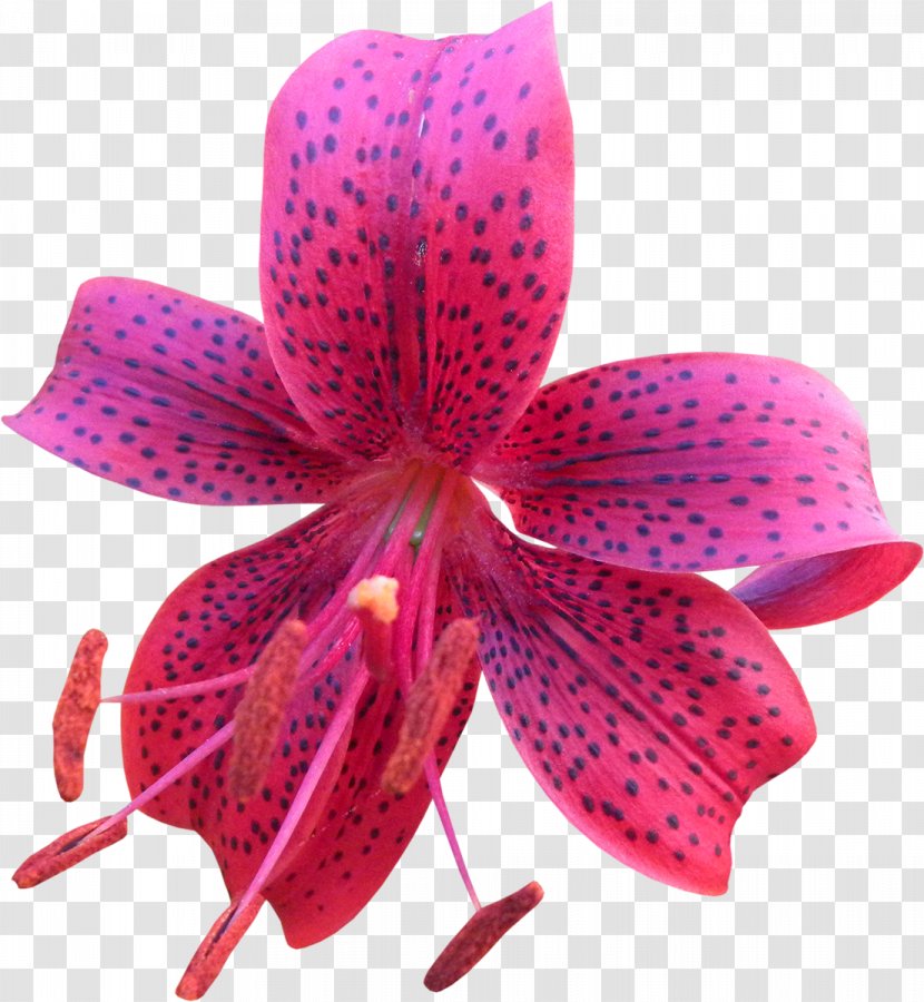 Flower Petal Clip Art - Preview - Lilly Transparent PNG