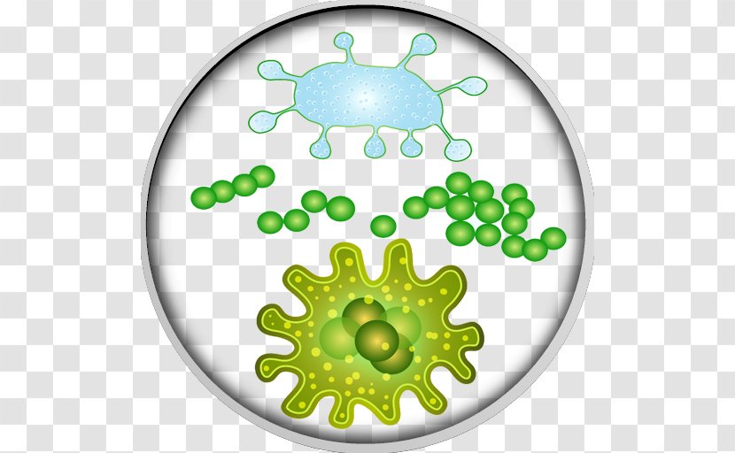 Bacteria Microorganism Microbiota Virus - Tree Transparent PNG