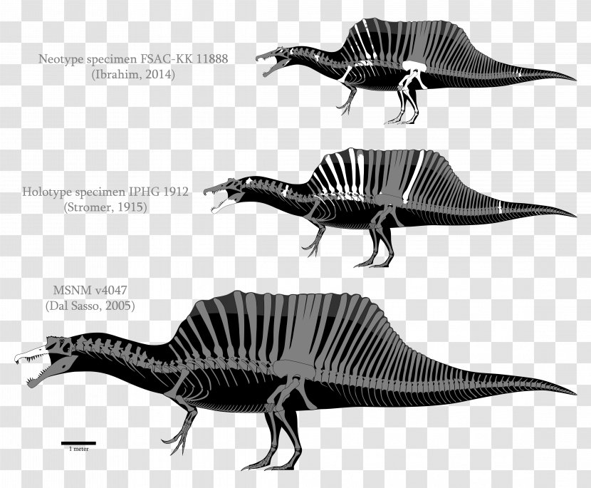 Spinosaurus Tyrannosaurus Baryonyx Irritator Compsognathus - Oxalaia - Dinosaur Transparent PNG