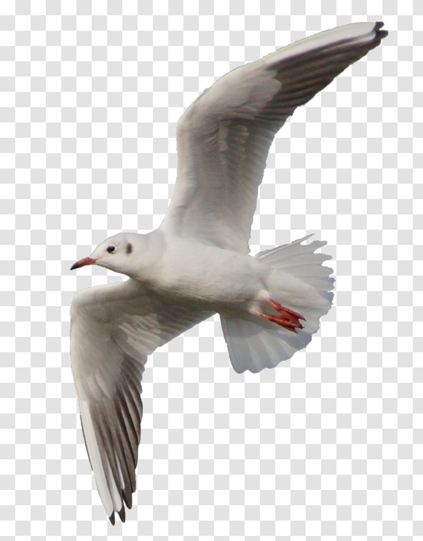 European Herring Gull Bird Flight Clip Art - Lari Transparent PNG